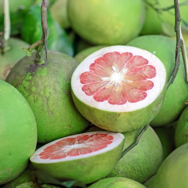 Hybrid_Pomelo_Fruit_Plant_&_Tree_For_Home_Gardening_Batabi_Labu/Pomelo_Healthy_Fruit_Plant1.5-3.5_Ft_Size_(Grafted,_Pack_Of_1)