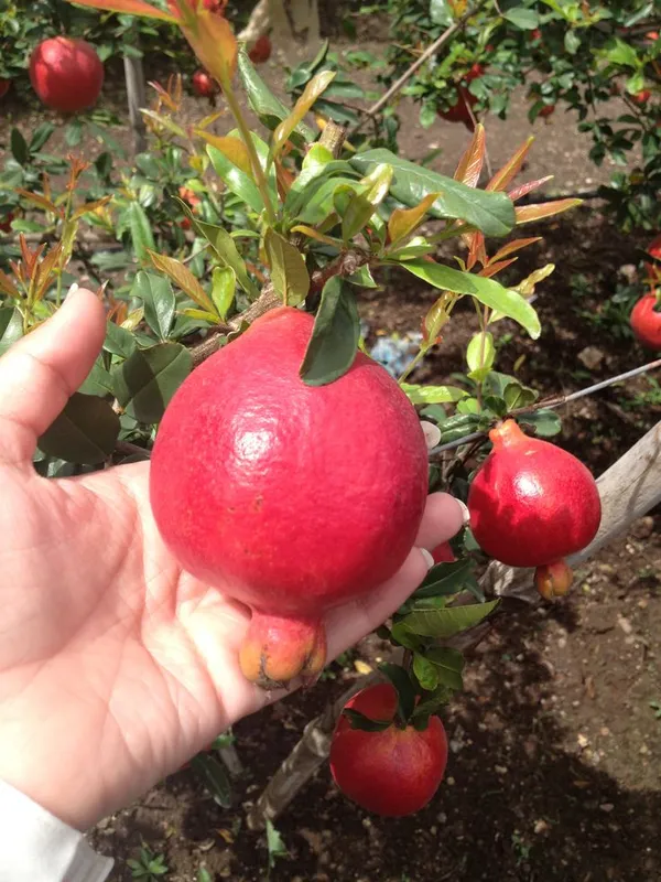 Hybrid_Red_Annar/Pomegranate_Fruit_Plant_&_Tree_For_Home_Gardening_Red_Anar_Healthy_Fruit_Plant_(Grafted,_Pack_Of_1)