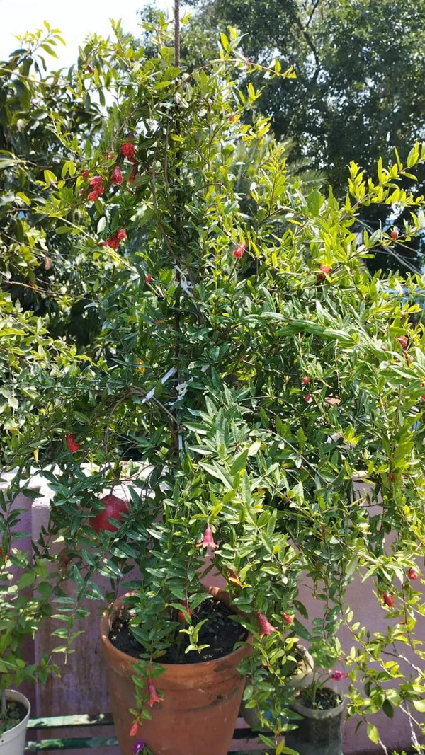 Hybrid_Red_Annar/Pomegranate_Fruit_Plant_&_Tree_For_Home_Gardening_Red_Anar_Healthy_Fruit_Plant_(Grafted,_Pack_Of_1)