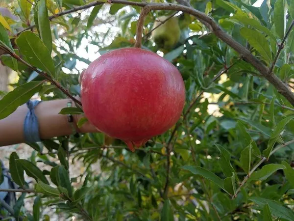Hybrid_Red_Annar/Pomegranate_Fruit_Plant_&_Tree_For_Home_Gardening_Red_Anar_Healthy_Fruit_Plant_(Grafted,_Pack_Of_1)