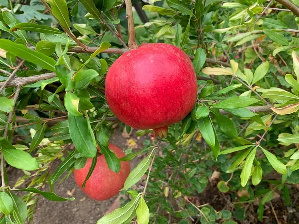 Hybrid_Red_Annar/Pomegranate_Fruit_Plant_&_Tree_For_Home_Gardening_Red_Anar_Healthy_Fruit_Plant_(Grafted,_Pack_Of_1)