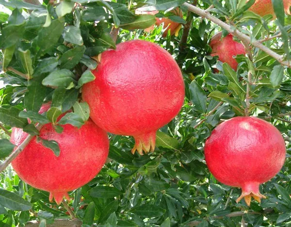 Hybrid_Red_Annar/Pomegranate_Fruit_Plant_&_Tree_For_Home_Gardening_Red_Anar_Healthy_Fruit_Plant_(Grafted,_Pack_Of_1)