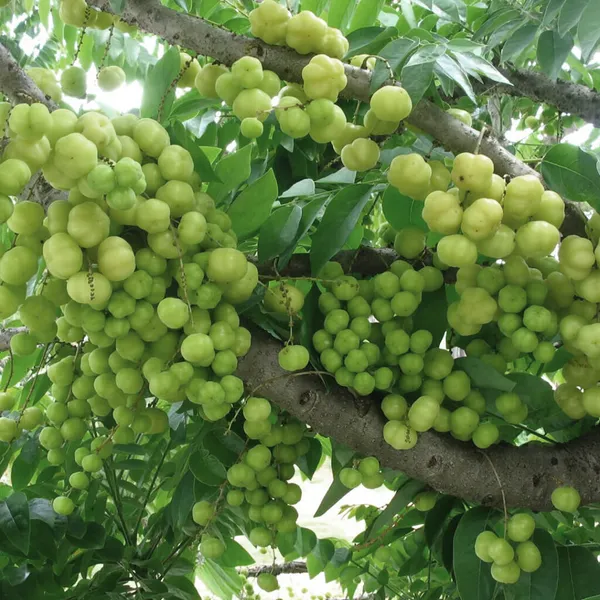 Hybrid_Star_Gooseberry_Healthy__Fruit_Plant_For_Gardening_(Pack_Of_1)