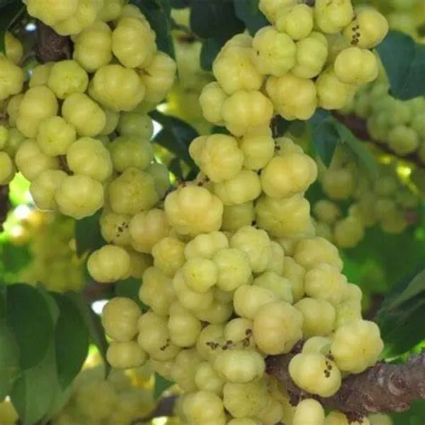 Hybrid_Star_Gooseberry_Healthy__Fruit_Plant_For_Gardening_(Pack_Of_1)