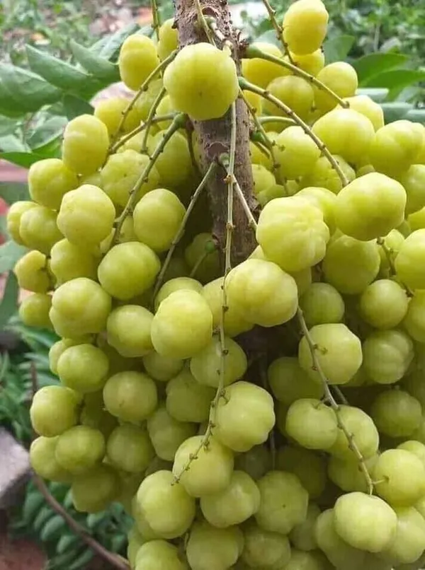 Hybrid_Star_Gooseberry_Healthy__Fruit_Plant_For_Gardening_(Pack_Of_1)