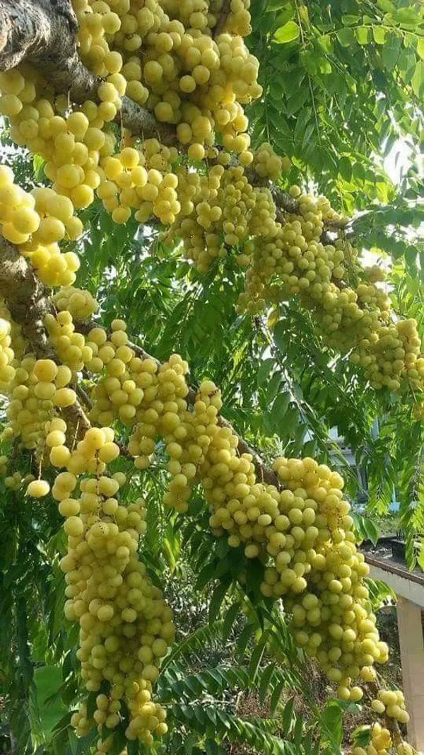 Hybrid_Star_Gooseberry_Healthy__Fruit_Plant_For_Gardening_(Pack_Of_1)