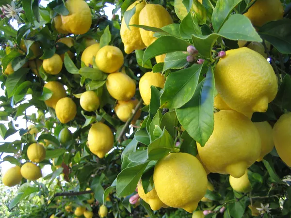 Hybrid_Yellow_Ghandhraj_Lemon__Fruit_Plant_&_Tree_(1.5-3.5_Ft_Hight)_For_Your_Home_Gardening_(Grafted,_Pack_Of_1)