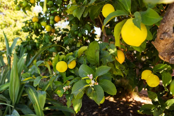 Hybrid_Yellow_Ghandhraj_Lemon__Fruit_Plant_&_Tree_(1.5-3.5_Ft_Hight)_For_Your_Home_Gardening_(Grafted,_Pack_Of_1)