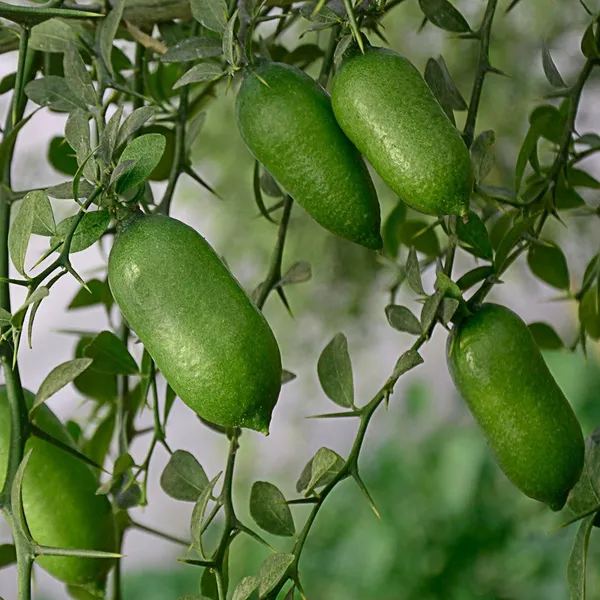Finger_Lime/Lemon_(Grafted)_Hybrid_Fruit_Plant_(Pack_of_1_)