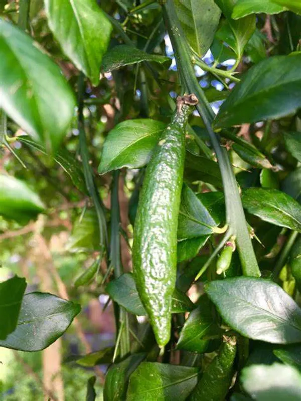 Finger_Lime/Lemon_(Grafted)_Hybrid_Fruit_Plant_(Pack_of_1_)