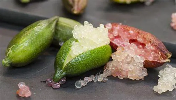 Finger_Lime/Lemon_(Grafted)_Hybrid_Fruit_Plant_(Pack_of_1_)
