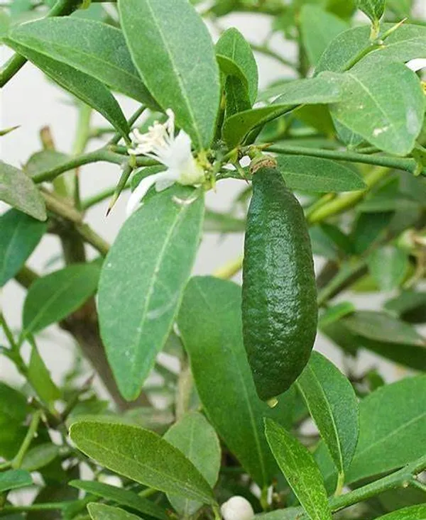 Finger_Lime/Lemon_(Grafted)_Hybrid_Fruit_Plant_(Pack_of_1_)