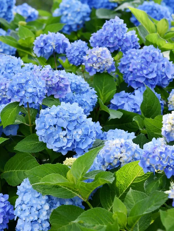 Hydrangea_Bey-Colour-1_Flower_Plant_For_Bush/Shrub/Home_Decoration/Gardening_Beautiful_Blue_Hydrangea_Flowering_Plant_(Pack_Of_1)