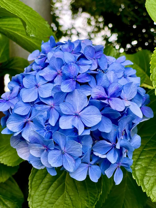 Hydrangea_Bey-Colour-1_Flower_Plant_For_Bush/Shrub/Home_Decoration/Gardening_Beautiful_Blue_Hydrangea_Flowering_Plant_(Pack_Of_1)