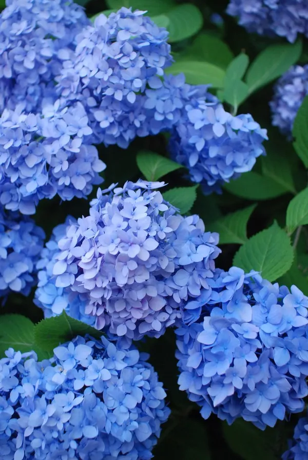 Hydrangea_Bey-Colour-1_Flower_Plant_For_Bush/Shrub/Home_Decoration/Gardening_Beautiful_Blue_Hydrangea_Flowering_Plant_(Pack_Of_1)