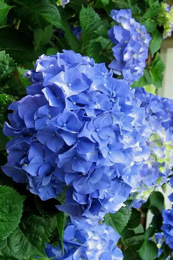 Hydrangea_Bey-Colour-1_Flower_Plant_For_Bush/Shrub/Home_Decoration/Gardening_Beautiful_Blue_Hydrangea_Flowering_Plant_(Pack_Of_1)