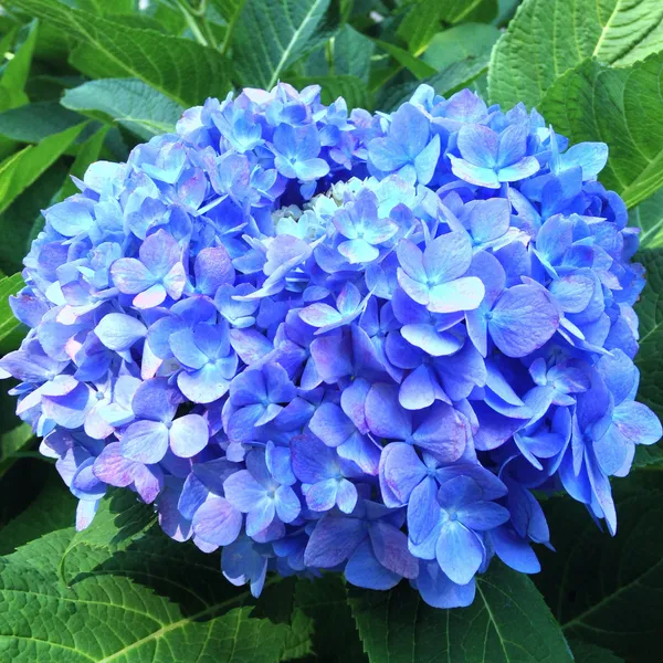 Hydrangea_Bey-Colour-1_Flower_Plant_For_Bush/Shrub/Home_Decoration/Gardening_Beautiful_Blue_Hydrangea_Flowering_Plant_(Pack_Of_1)