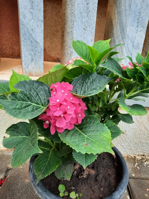 Hydrangea_Pink_Flowering_Plant_(1.5-2.5_Ft_Size_)_For_Shrub/Bush/Home_Decoration_&_Gardening_(Pack_Of_1)