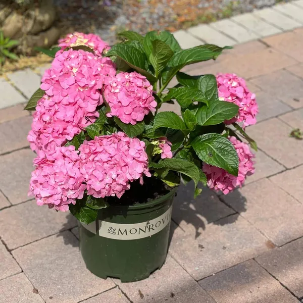 Hydrangea_Pink_Flowering_Plant_(1.5-2.5_Ft_Size_)_For_Shrub/Bush/Home_Decoration_&_Gardening_(Pack_Of_1)