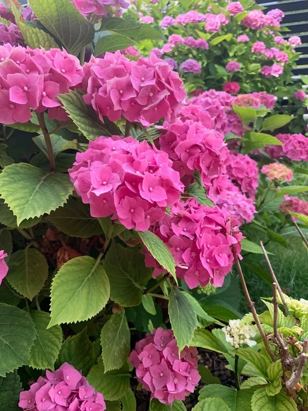 Hydrangea_Pink_Flowering_Plant_(1.5-2.5_Ft_Size_)_For_Shrub/Bush/Home_Decoration_&_Gardening_(Pack_Of_1)