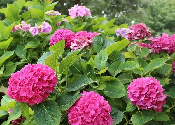 Hydrangea_Rare_Variety_Sweet_Pink_Flowering_Plant_(1.5-2_Ft_Size)_For_Bush/Shrub/Home_Decoration_&_Gardening_(Pack_Of_1)
