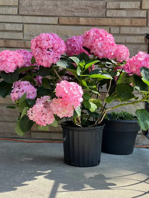 Hydrangea_Rare_Variety_Sweet_Pink_Flowering_Plant_(1.5-2_Ft_Size)_For_Bush/Shrub/Home_Decoration_&_Gardening_(Pack_Of_1)