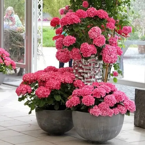Hydrangea_Rare_Variety_Sweet_Pink_Flowering_Plant_(1.5-2_Ft_Size)_For_Bush/Shrub/Home_Decoration_&_Gardening_(Pack_Of_1)