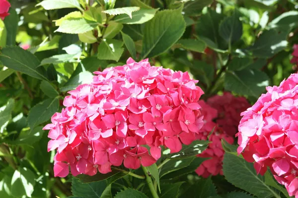 Hydrangea_Rare_Variety_Sweet_Pink_Flowering_Plant_(1.5-2_Ft_Size)_For_Bush/Shrub/Home_Decoration_&_Gardening_(Pack_Of_1)