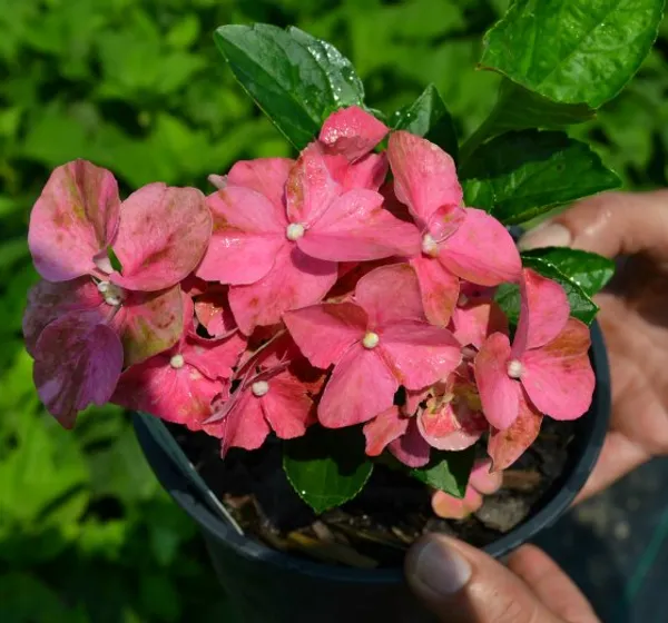 Hydrangea_Rare_Variety_Sweet_Pink_Flowering_Plant_(1.5-2_Ft_Size)_For_Bush/Shrub/Home_Decoration_&_Gardening_(Pack_Of_1)