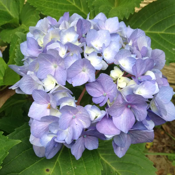 Hydrangea_(Bicolor)_Flower_Plant_For_Shrub/Bush/Home_Decoration_&_Gardening_(Pack_Of_1)