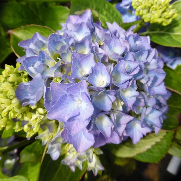 Hydrangea_(Bicolor)_Flower_Plant_For_Shrub/Bush/Home_Decoration_&_Gardening_(Pack_Of_1)