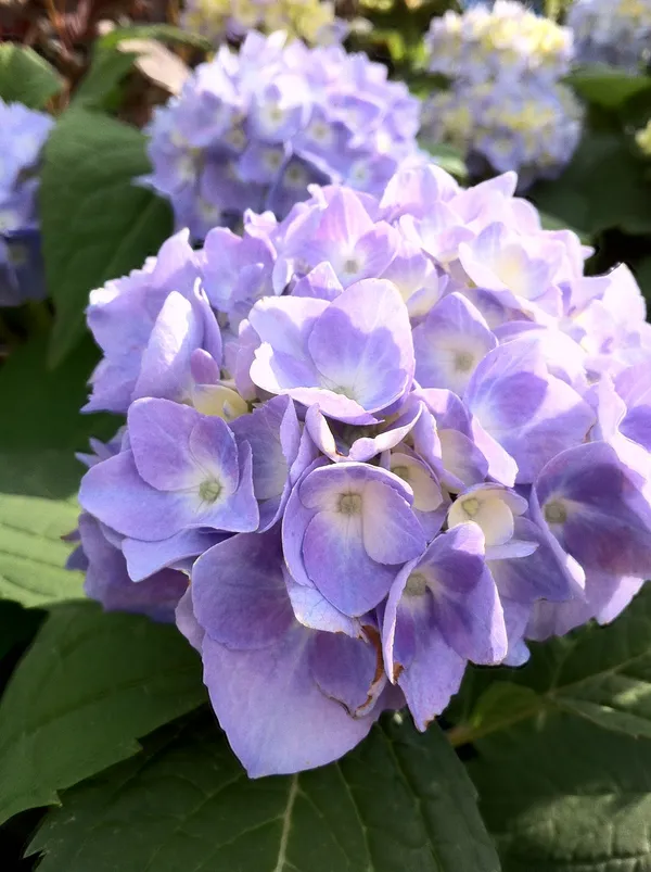 Hydrangea_(Bicolor)_Flower_Plant_For_Shrub/Bush/Home_Decoration_&_Gardening_(Pack_Of_1)