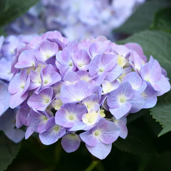 Hydrangea_(Bicolor)_Flower_Plant_For_Shrub/Bush/Home_Decoration_&_Gardening_(Pack_Of_1)