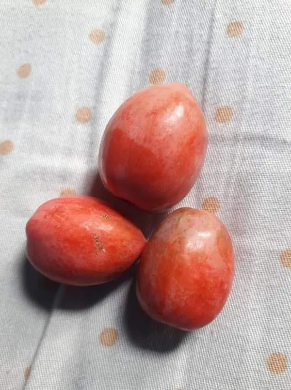 Thai_Sweet_Karonda_Cherry_Fruit,_Carissa_Carandas,_Seedless_Koromcha_Air_Layered_Plant_(Fruit_After_6_Month)_(Pack_of1)