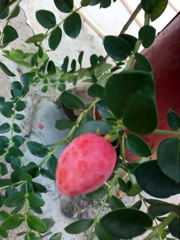 Thai_Sweet_Karonda_Cherry_Fruit,_Carissa_Carandas,_Seedless_Koromcha_Air_Layered_Plant_(Fruit_After_6_Month)_(Pack_of1)