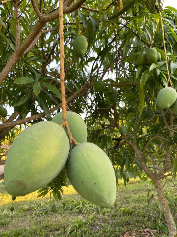 Indian_All_Time_Hybrid_Mango_Fruit_Plant_For_Home_Gardening,_Best_Seller_12_Month_Mango_Plant_In_This_Years_(_Air_Layering,_Pack_Of_1)