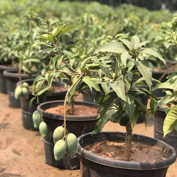 Indian_All_Time_Hybrid_Mango_Fruit_Plant_For_Home_Gardening,_Best_Seller_12_Month_Mango_Plant_In_This_Years_(_Air_Layering,_Pack_Of_1)