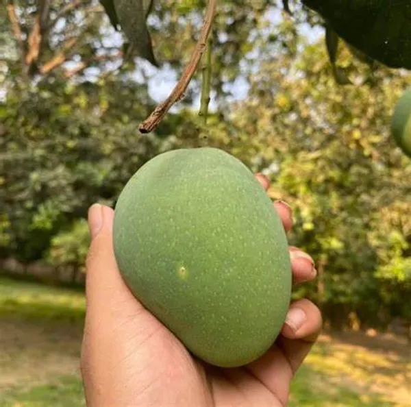 Indian_All_Time_Hybrid_Mango_Fruit_Plant_For_Home_Gardening,_Best_Seller_12_Month_Mango_Plant_In_This_Years_(_Air_Layering,_Pack_Of_1)