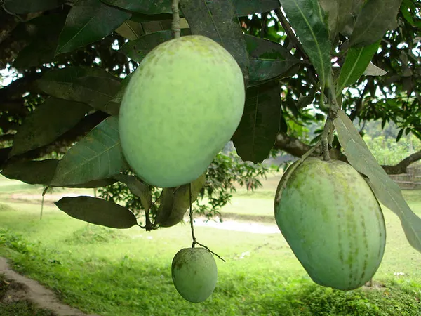 Indian_All_Time_Hybrid_Mango_Fruit_Plant_For_Home_Gardening,_Best_Seller_12_Month_Mango_Plant_In_This_Years_(_Air_Layering,_Pack_Of_1)