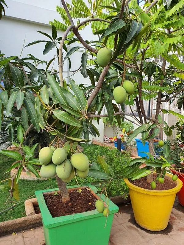 Indian_All_Time_Mango_Fruit_Plant_For_Home_Gardening,_Original_12_Month_Hybrid_Mango_Plant,_Suitable_For_Outdoor,_Plant_Age:_1.5_Years_,Best_Seller,_Limited_Stock_(Air_Layering,_Pack_Of_1)