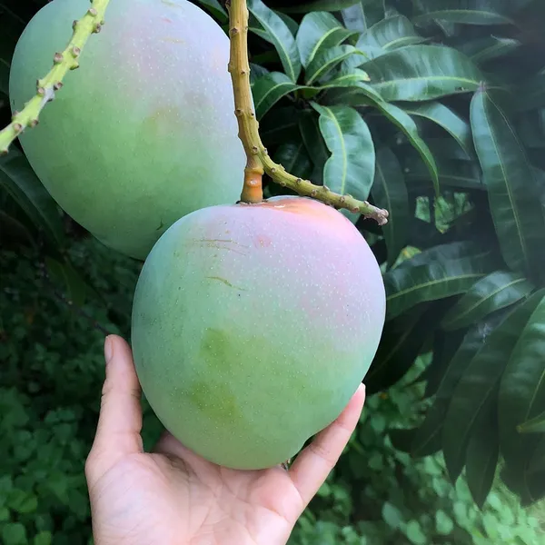 Indian_All_Time_Mango_Fruit_Plant_For_Home_Gardening,_Original_12_Month_Hybrid_Mango_Plant,_Suitable_For_Outdoor,_Plant_Age:_1.5_Years_,Best_Seller,_Limited_Stock_(Air_Layering,_Pack_Of_1)