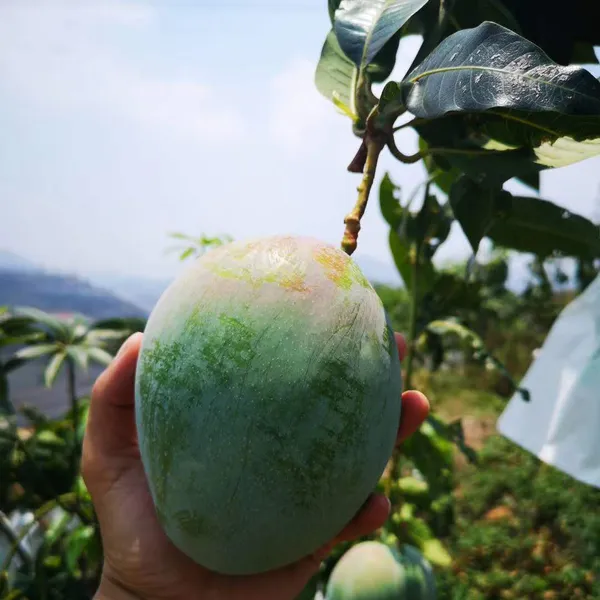 Indian_All_Time_Mango_Fruit_Plant_For_Home_Gardening,_Original_12_Month_Hybrid_Mango_Plant,_Suitable_For_Outdoor,_Plant_Age:_1.5_Years_,Best_Seller,_Limited_Stock_(Air_Layering,_Pack_Of_1)