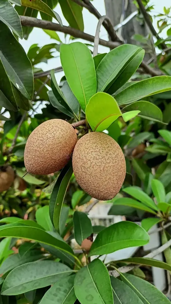 Kalapati_Hybrid_Chiku_/Sapodilla_Fruit_Plant_For_Gardening_(Grafted,_Pack_of_1)