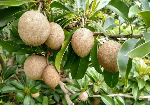 Indian_Hybrid_Chiku/Sabeda/Sapota_Fruit_Plant_(Grafted,_Pack_Of_1