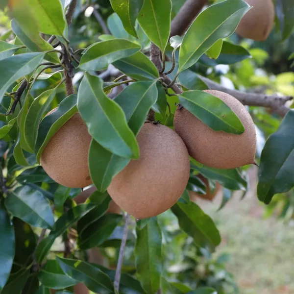Indian_Hybrid_Chiku/Sabeda/Sapota_Fruit_Plant_(Grafted,_Pack_Of_1
