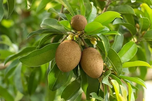 Indian_Hybrid_Chiku/Sabeda/Sapota_Fruit_Plant_(Grafted,_Pack_Of_1