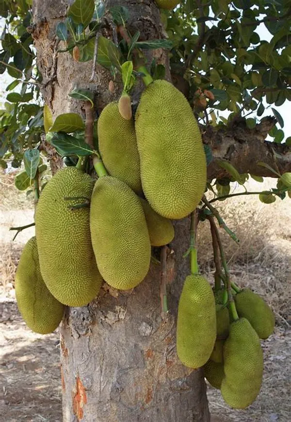 Indian_Hybrid_Jackfruit_Plant_&_Tree_For_Your_Home_Gardening_(1.5-3.5_Ft_Hight)_Suitable_Location_Outdoor_(Grafted,_Pack_Of_1)