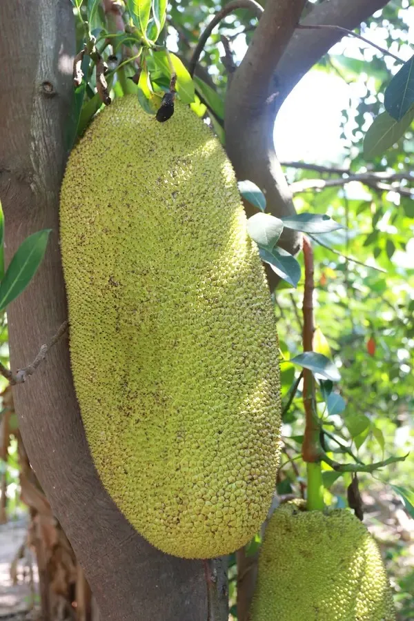 Indian_Hybrid_Jackfruit_Plant_&_Tree_For_Your_Home_Gardening_(1.5-3.5_Ft_Hight)_Suitable_Location_Outdoor_(Grafted,_Pack_Of_1)