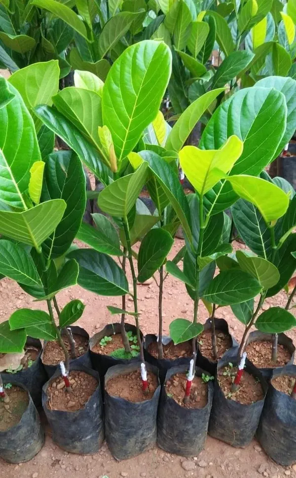 Indian_Hybrid_Jackfruit_Plant_&_Tree_For_Your_Home_Gardening_(1.5-3.5_Ft_Hight)_Suitable_Location_Outdoor_(Grafted,_Pack_Of_1)