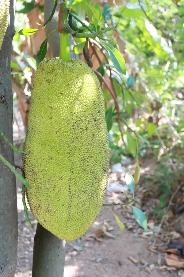 Indian_Hybrid_Jackfruit_Plant_&_Tree_For_Your_Home_Gardening_(1.5-3.5_Ft_Hight)_Suitable_Location_Outdoor_(Grafted,_Pack_Of_1)